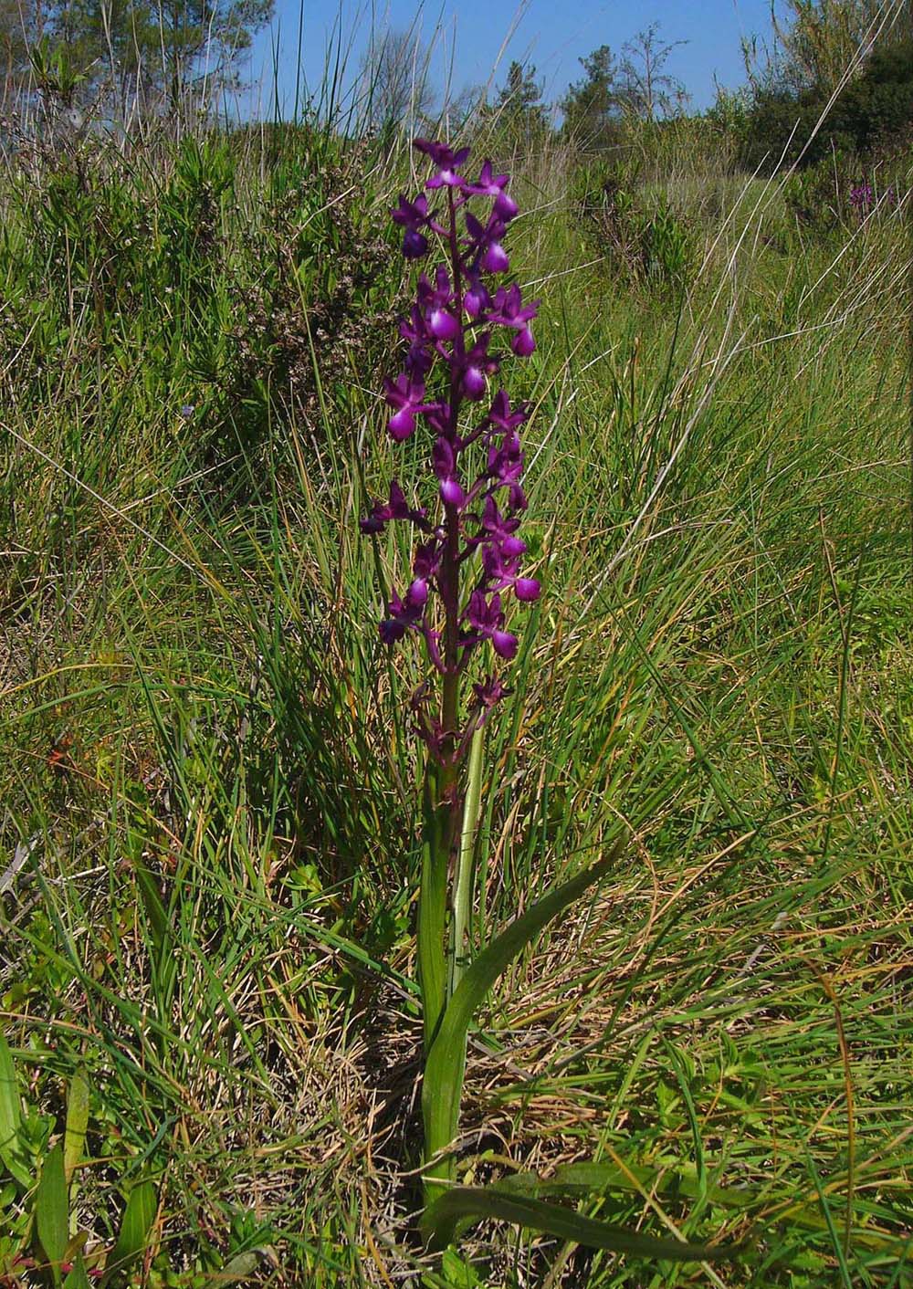 Anacamptis laxiflora